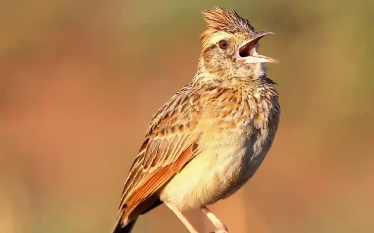 Lark Spiritual Meaning: Love, Hope, Faith, and Symbolism Across Cultures