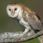 American Barn Owl , 10 Owls in New York: Identification & Seasonal Guide
