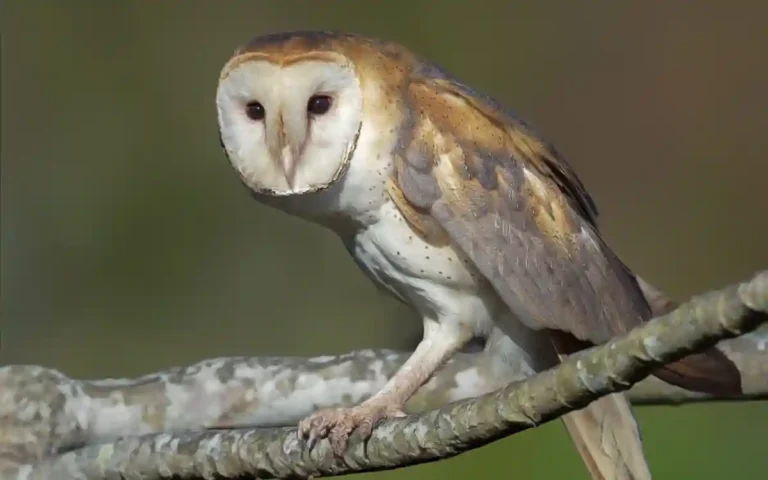 American Barn Owl , 10 Owls in New York: Identification & Seasonal Guide