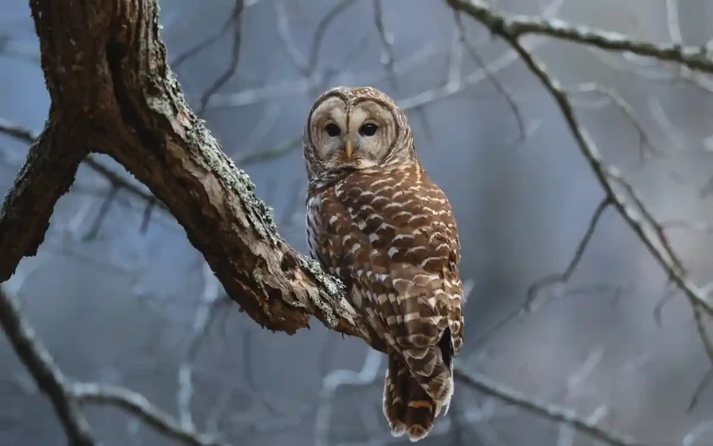 Barred Owl