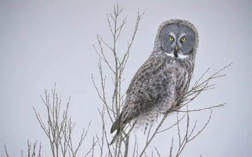 Great Gray Owl