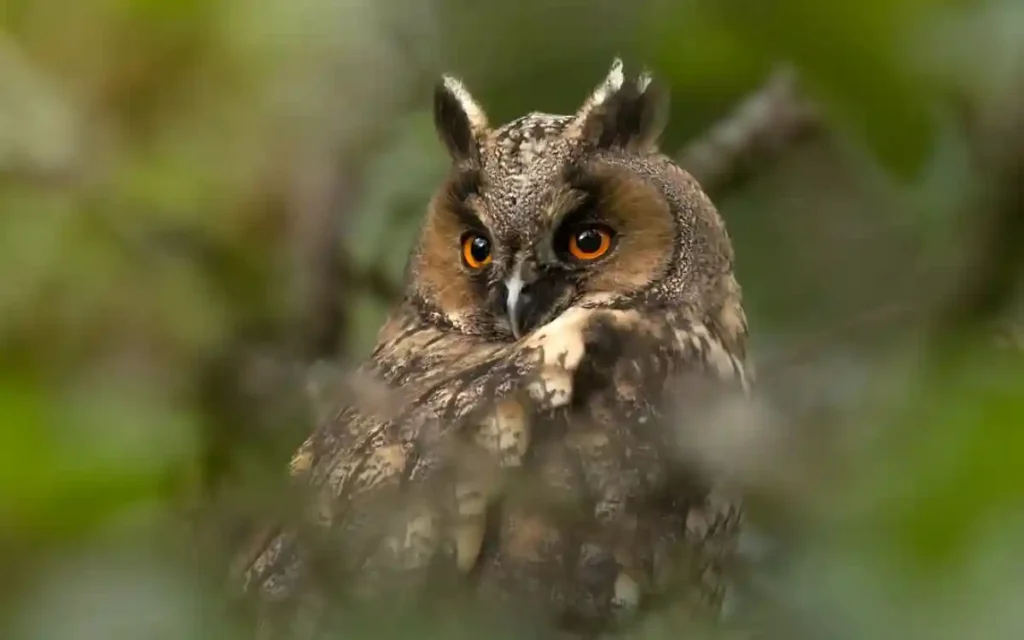 Long-eared Owl