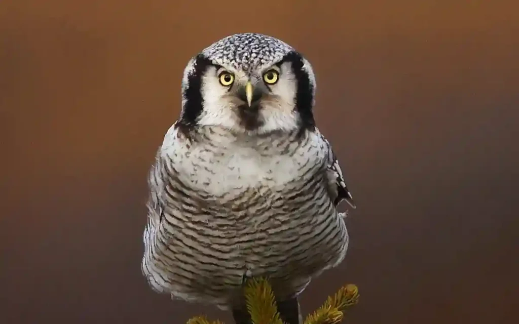 Northern Hawk-Owl