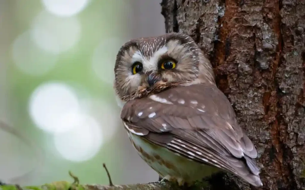 Northern Saw-whet Owl