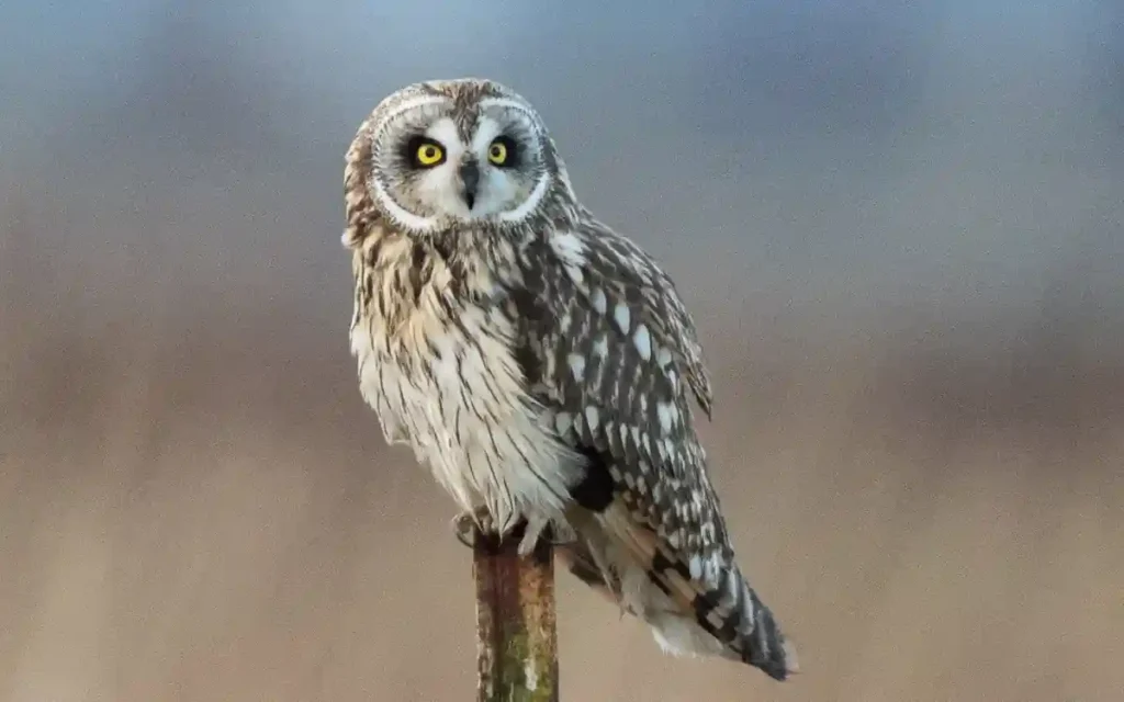 Short-eared Owl