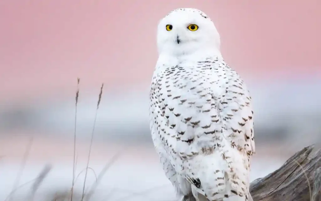 Snowy Owl