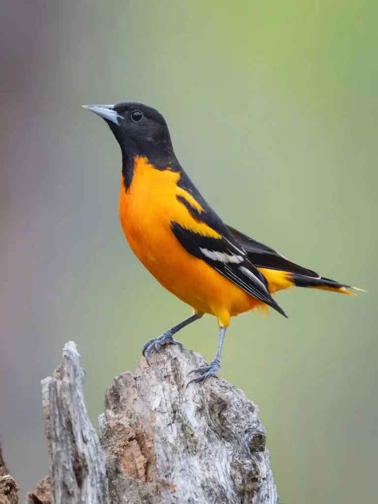 Yellow Bird Spiritual Meaning
