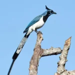 Black-throated Magpie-Jay