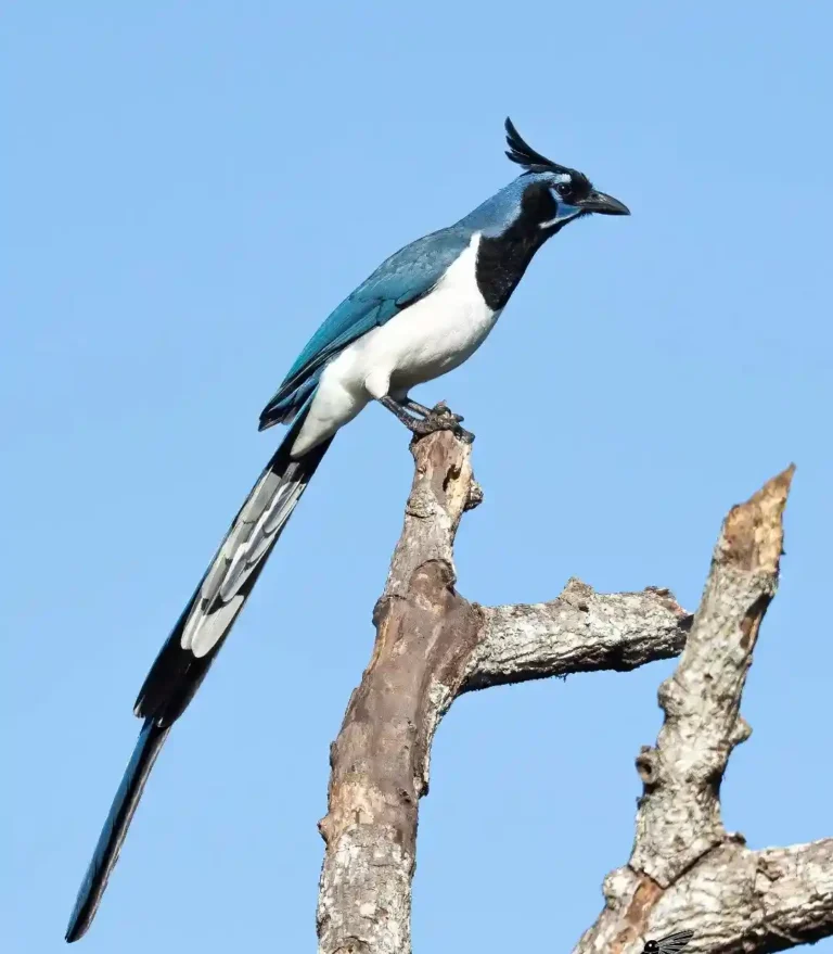 Black-throated Magpie-Jay