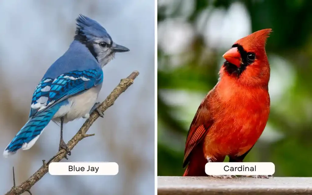Blue Jay vs Cardinal