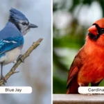 Blue Jay vs Cardinal