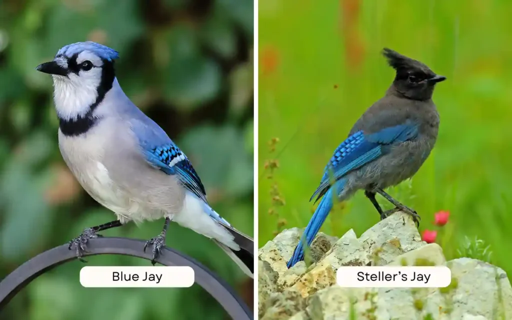 Blue Jay vs Steller’s Jay