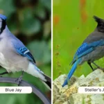 Blue Jay vs Steller’s Jay