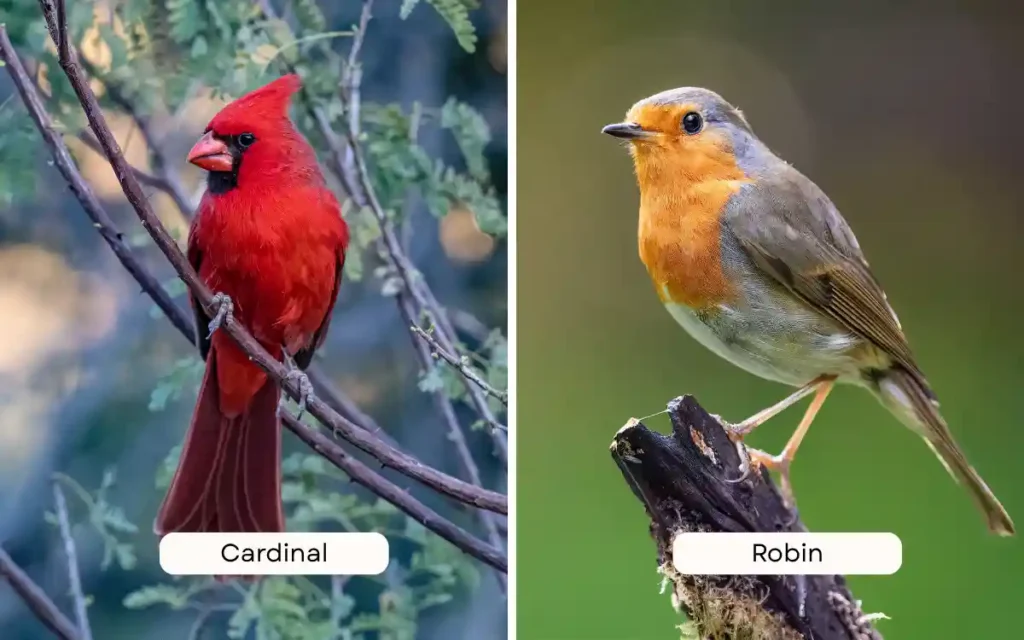 Cardinal vs Robin