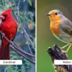 Cardinal vs Robin