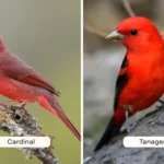 Cardinal vs Tanager