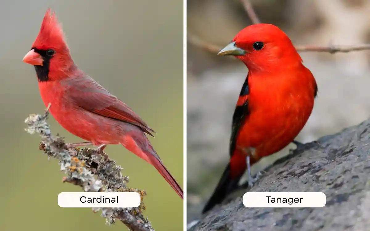 Cardinal vs Tanager