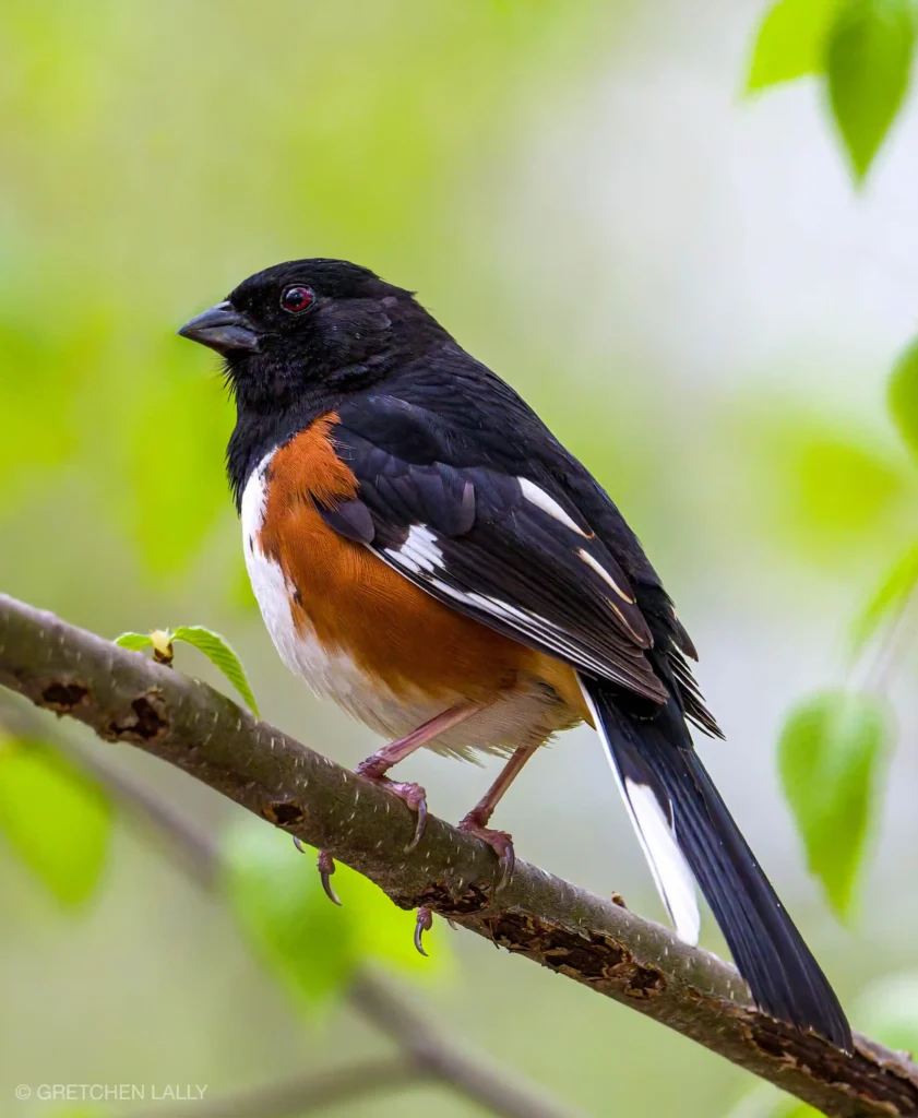 Eastern Towhee
