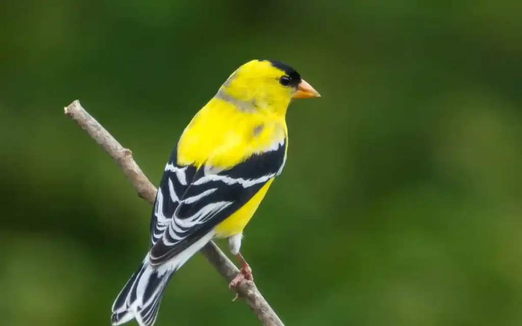 Goldfinch