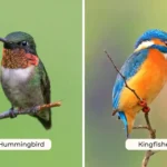 Hummingbird vs Kingfisher