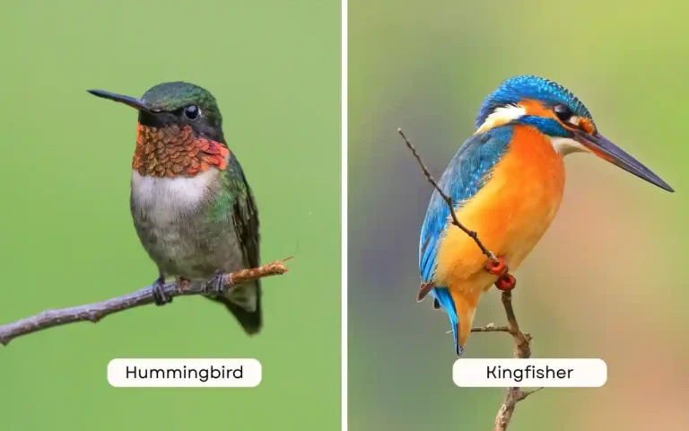 Hummingbird vs Kingfisher