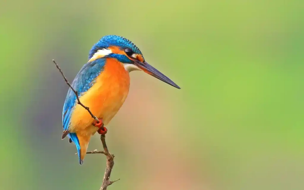 Kingfisher