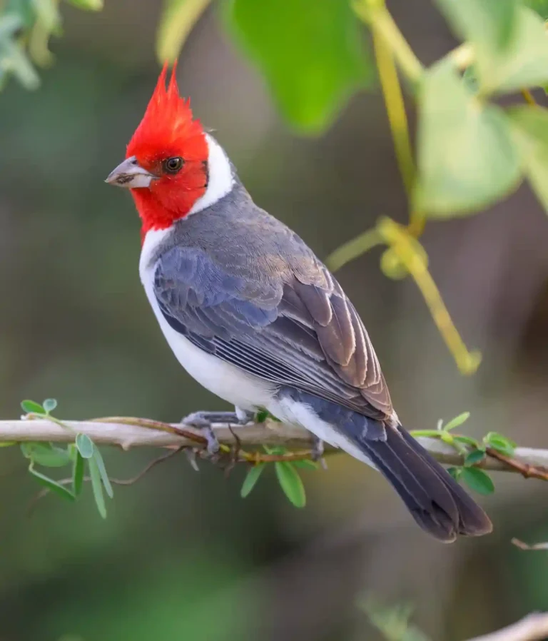 10 Birds That Look Like Cardinals