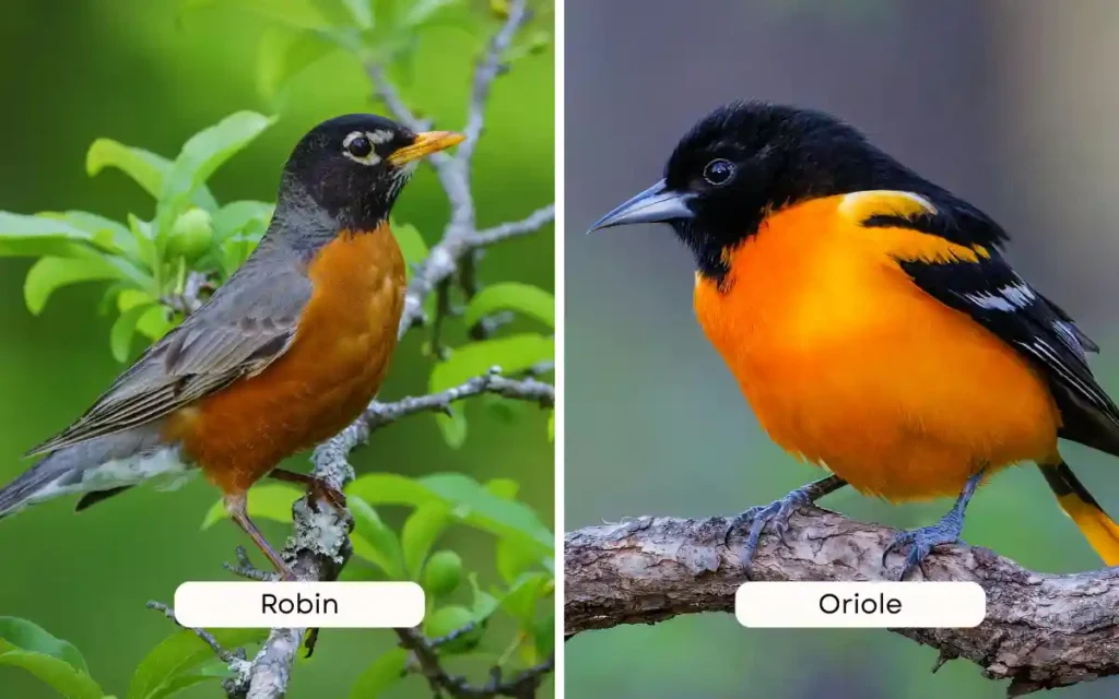 Robin vs Oriole
