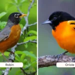 Robin vs Oriole
