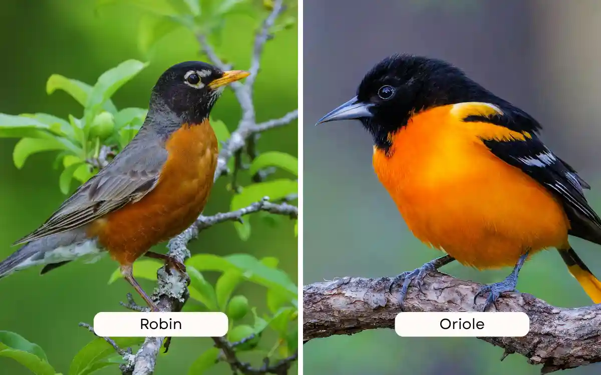 Robin vs Oriole