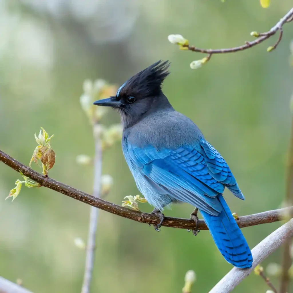 Steller’s Jay