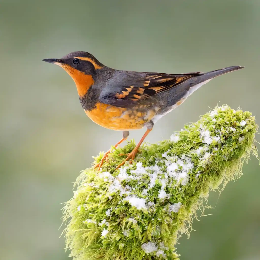 Varied Thrush