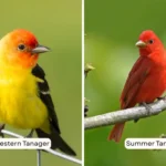Western Tanager vs Summer Tanager