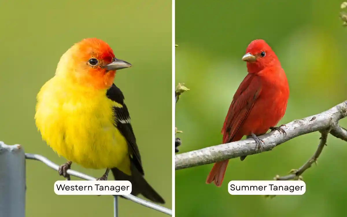Western Tanager vs Summer Tanager