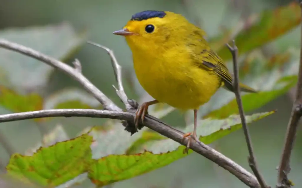 Yellow Warbler