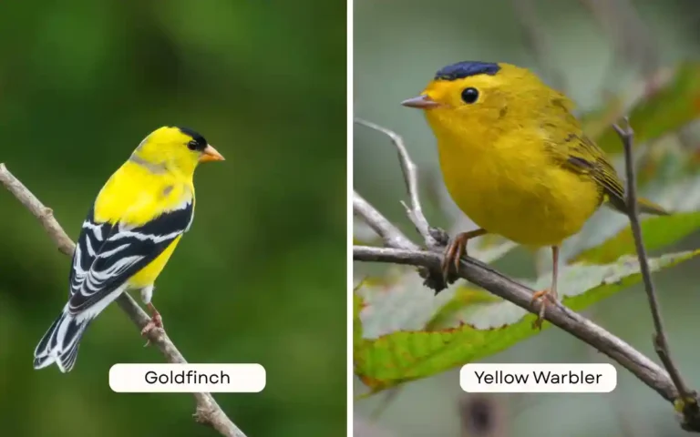 Yellow Warbler vs Goldfinch: How to Tell the Difference