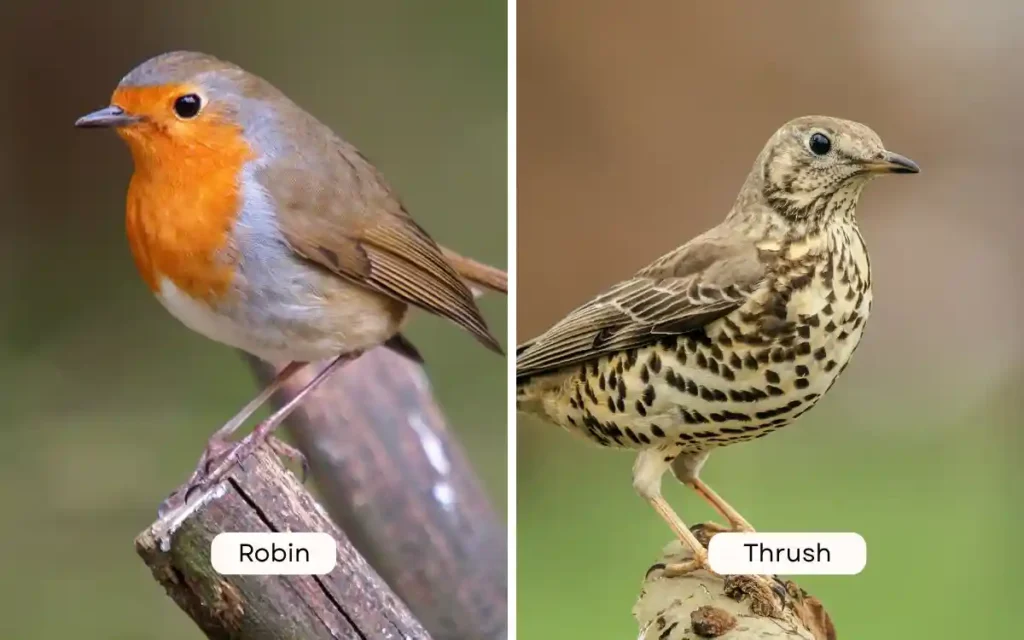 Robin vs Thrush