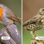 Robin vs Thrush