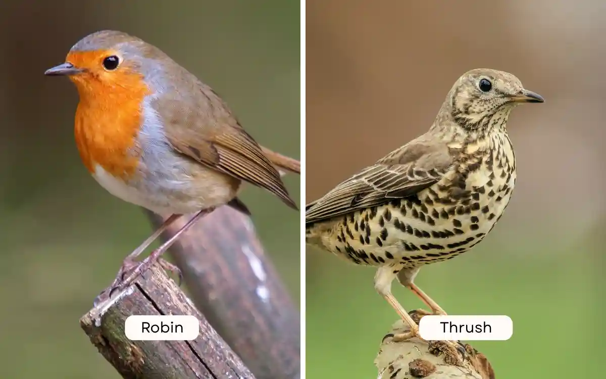 Robin vs Thrush
