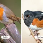 Robin vs Towhee