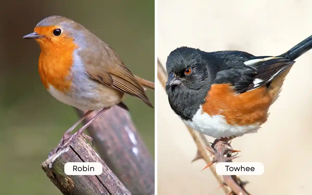 Robin vs Towhee