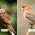 Sparrow vs Finch