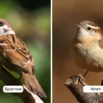 Sparrow vs Wren