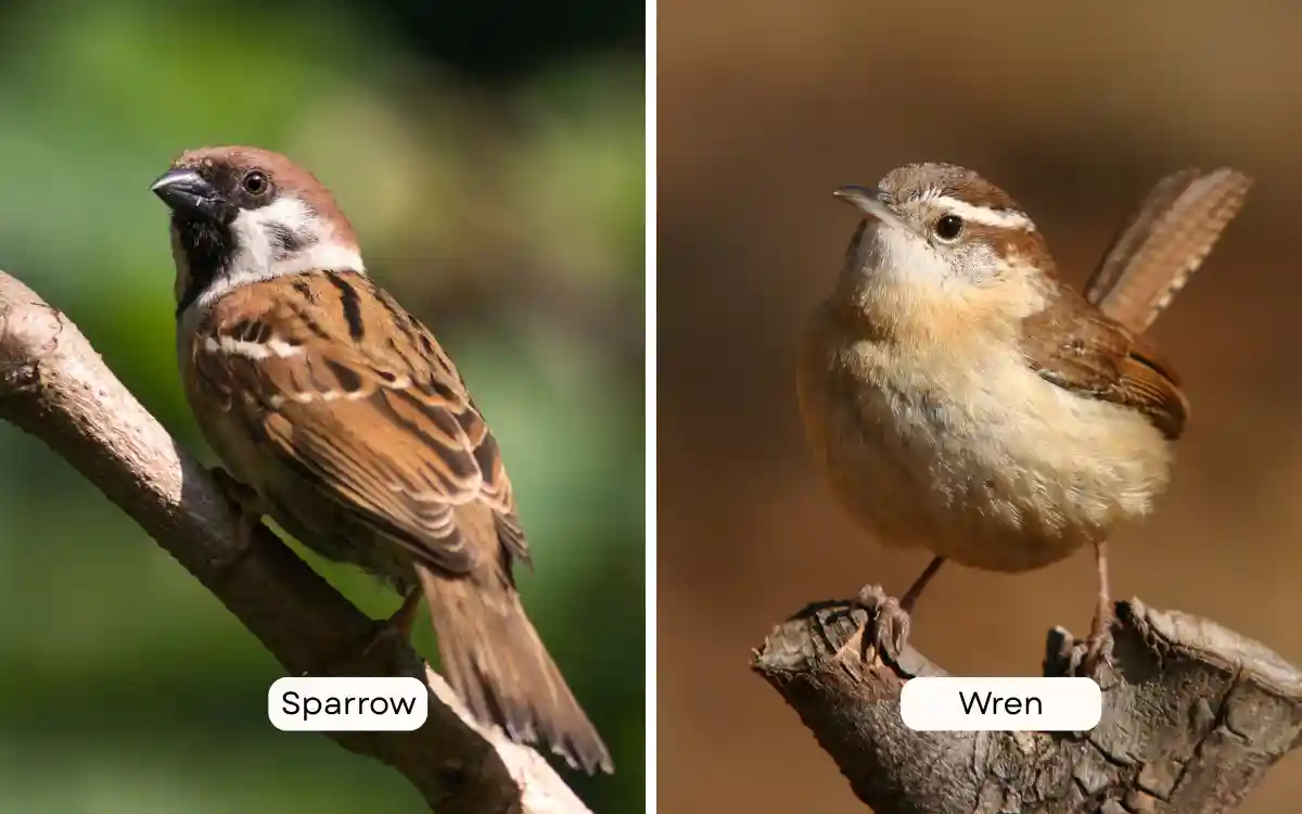Sparrow vs Wren
